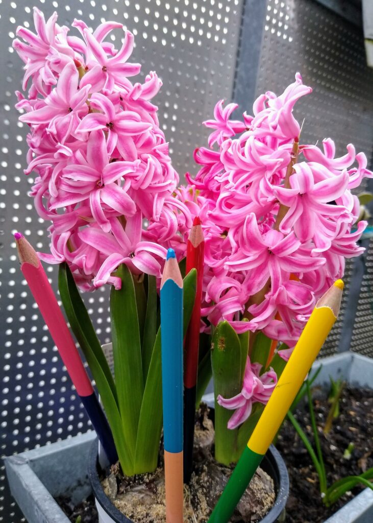 Frühlingsblumen mit bunten Stiften im topf